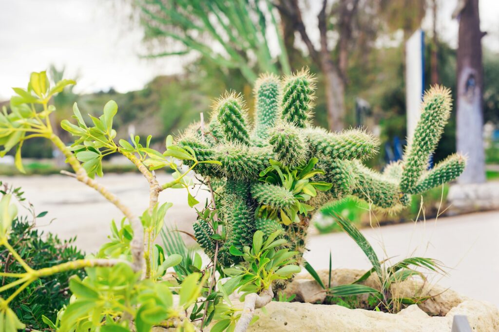 Green Cactus closeup.